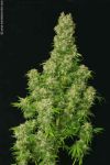 White Russian Regular Seeds - 11