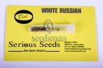 White Russian Regular Seeds - 11
