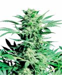 Shiva Skunk Regular Seeds - 10