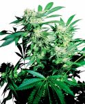Skunk Kush Regular Seeds - 10