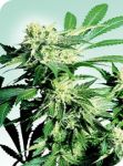 Skunk Kush Regular Seeds - 10