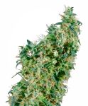 First Lady Regular Seeds - 10