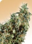First Lady Regular Seeds - 10