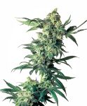 Northern Lights Regular Seeds - 10