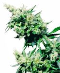Hash Plant Regular Seeds - 10