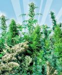 Outdoor Mix Regular Seeds - 25