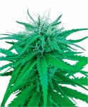 Ruderalis Indica Zwykły Nasiona - 10