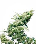 Jamaican Pearl Régulier Graines - 10
