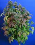 Heavy Duty Fruity Regular Seeds - 10
