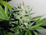 Heavy Duty Fruity Regular Seeds - 10