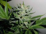 Heavy Duty Fruity Regular Seeds - 10