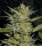 Heavy Duty Fruity Regular Seeds - 10