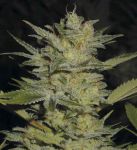 Heavy Duty Fruity Regular Seeds - 10