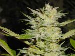 Heavy Duty Fruity Regular Seeds - 10