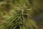 Neville's Skunk Regular Seeds - 18