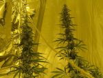 Neville's Skunk Regular Seeds - 18