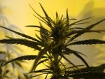 Neville's Skunk Regular Seeds - 18