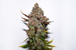 Skunk #1 Regelmäßig Saatgut - Bulk x 100