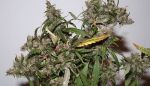 Original Afghani #1 Regular Seeds - Bulk x 100