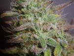 White Widow Regelmäßig Saatgut - Bulk x 100