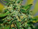 Narkush Regular Seeds - Bulk x 100