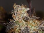 Sugar Haze Regular Seeds - Bulk x 100