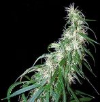 Mama Thai Regular Seeds - Bulk x 100