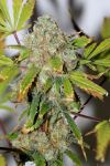 Power Plant Feminised Seeds - Bulk x 100