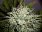 Nemesis Feminised Seeds - Bulk x 100