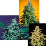Sativa Champion Pack Feminised Seeds - 6