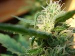 Angel's Breathe (Mango Haze x Afghan Haze) Regulär Samen - 18