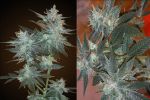 Cannatonic Regular Seeds - 10