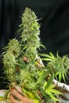 Cannatonic Regular Seeds - 10