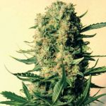 Critical Skunk Regular Seeds - 18