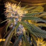 G13 Haze Regular Seeds - 18