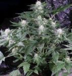 G13 Haze Regular Seeds - 18