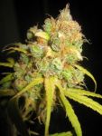 NL5 x Afghan Regular Seeds - 18