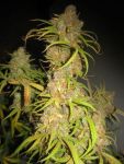 NL5 x Afghan Regular Seeds - 18