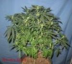 NL5 x Afghan Regular Seeds - 18