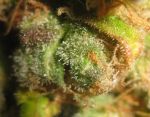 NL5 x Afghan Regular Seeds - 18