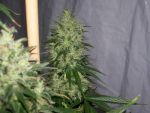 NL5 x Haze Regular Seeds - 18