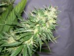 NL5 x Haze Regular Seeds - 18