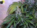 NL5 x Haze Regular Seeds - 18