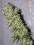 NL5 x Haze Regular Seeds - 18
