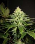 NL5 x Skunk Régulier Graines - 18