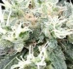 NL5 x Skunk Régulier Graines - 18