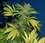 NL5 x Skunk Régulier Graines - 18