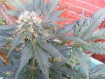 Ortega Regular Seeds - 18