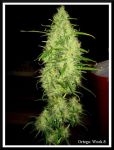 Ortega Regular Seeds - 18