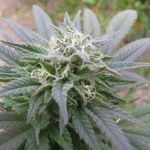 Ortega Regular Seeds - 18